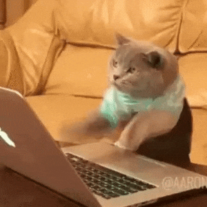 cat typing giph